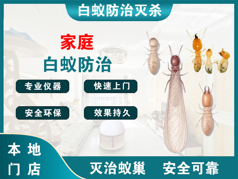 靖江市家庭白蚁防治